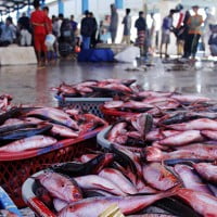 Aktivitas pedagang ikan di Tempat Pelelangan Ikan (TPI) Paotere, Makassar, Sulawesi Selatan, Sabtu (18/4)